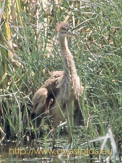 Fotografia de Carles Pastor - Galeria Fotografica: Aves - Foto: Avetoro
