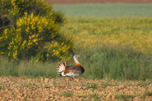 Fotografia de Carles Pastor - Galeria Fotografica: Aves - Foto: Avutarda