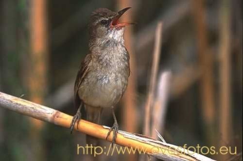 Fotografia de Carles Pastor - Galeria Fotografica: Aves - Foto: Carricero tordal