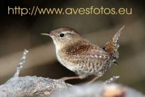Fotografia de Carles Pastor - Galeria Fotografica: Aves - Foto: Chochin