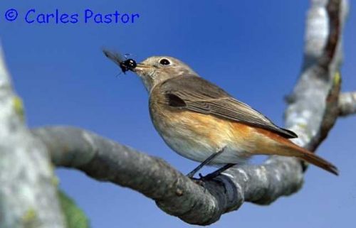 Fotografia de Carles Pastor - Galeria Fotografica: Aves - Foto: Colirrojo real