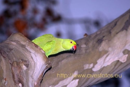 Fotografia de Carles Pastor - Galeria Fotografica: Aves - Foto: Cotorra de Kramer
