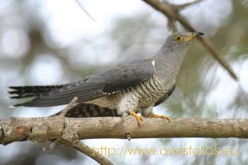 Fotografia de Carles Pastor - Galeria Fotografica: Aves - Foto: Cuco