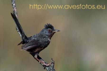 Fotografia de Carles Pastor - Galeria Fotografica: Aves - Foto: Curruca rabilarga