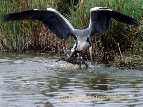 Fotografia de Carles Pastor - Galeria Fotografica: Aves - Foto: GHarza feroz