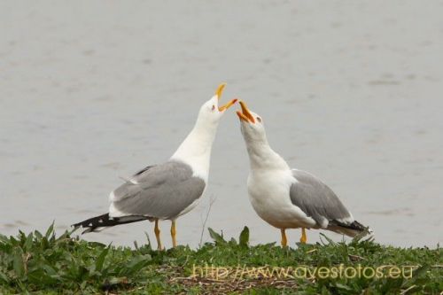 Fotografia de Carles Pastor - Galeria Fotografica: Aves - Foto: Gaviota patiamarilla