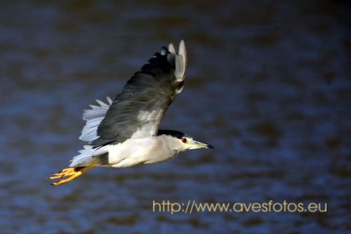 Fotografia de Carles Pastor - Galeria Fotografica: Aves - Foto: Martinete
