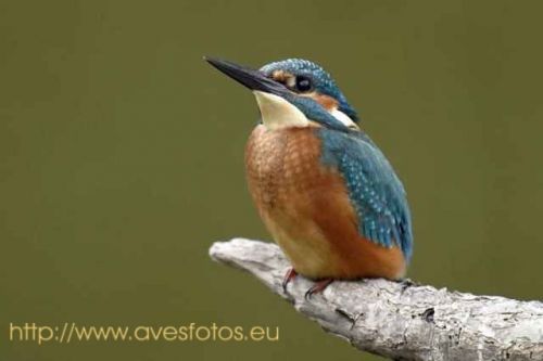 Fotografia de Carles Pastor - Galeria Fotografica: Aves - Foto: Martin pescador