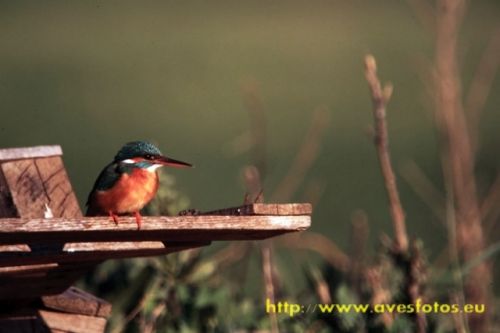 Fotografia de Carles Pastor - Galeria Fotografica: Aves - Foto: Martin pescador