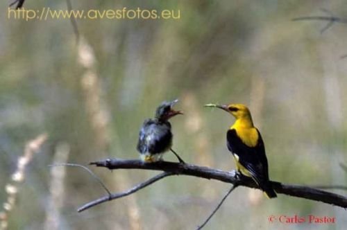 Fotografia de Carles Pastor - Galeria Fotografica: Aves - Foto: Oropendola