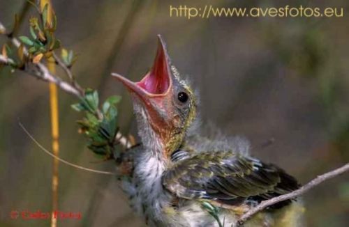 Fotografia de Carles Pastor - Galeria Fotografica: Aves - Foto: Oropendola
