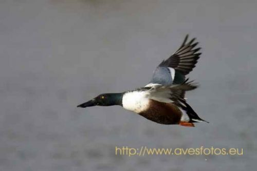 Fotografia de Carles Pastor - Galeria Fotografica: Aves - Foto: Pato cuchara