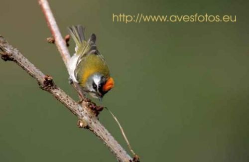 Fotografia de Carles Pastor - Galeria Fotografica: Aves - Foto: Reyezuelo listado