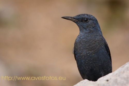 Fotografia de Carles Pastor - Galeria Fotografica: Aves - Foto: Roquero solitario