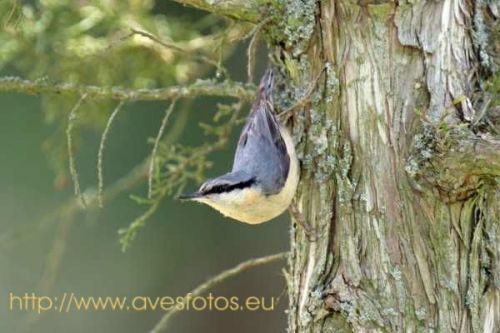 Fotografia de Carles Pastor - Galeria Fotografica: Aves - Foto: Treoador azul