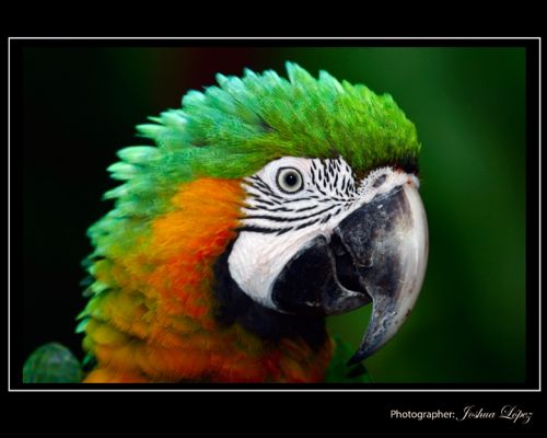 Fotografia de Joshua Lpez - Galeria Fotografica: Imagenes - Foto: 