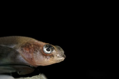 Fotografia de Zesar - Galeria Fotografica: ANIMALES - Foto: 