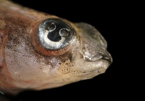 Fotografia de Zesar - Galeria Fotografica: ANIMALES - Foto: 