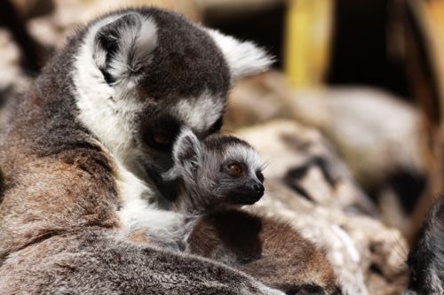 Fotografia de Zesar - Galeria Fotografica: ANIMALES - Foto: 