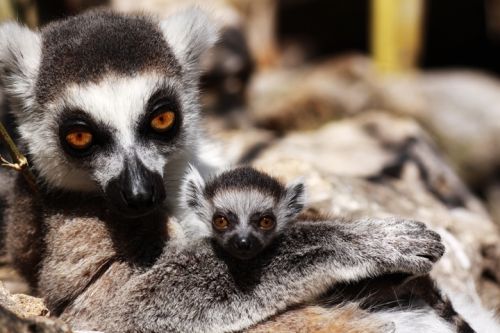 Fotografia de Zesar - Galeria Fotografica: ANIMALES - Foto: 