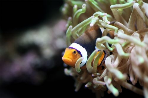 Fotografia de Zesar - Galeria Fotografica: ANIMALES - Foto: 