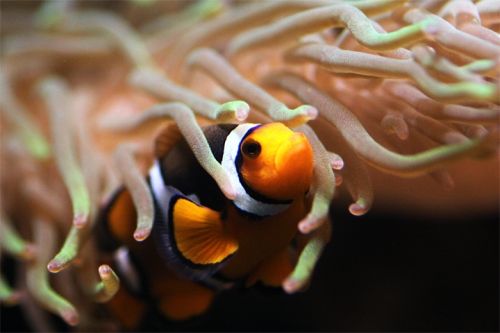 Fotografia de Zesar - Galeria Fotografica: ANIMALES - Foto: 