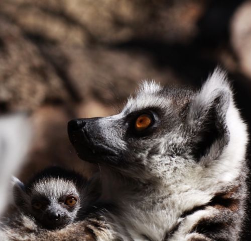 Fotografia de Zesar - Galeria Fotografica: ANIMALES - Foto: 