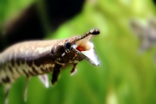 Fotografia de Zesar - Galeria Fotografica: ANIMALES - Foto: 