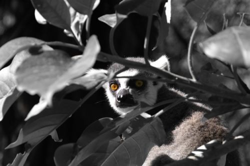 Fotografia de Zesar - Galeria Fotografica: ANIMALES - Foto: 