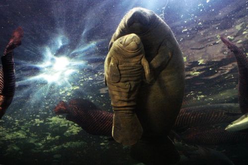 Fotografia de Zesar - Galeria Fotografica: ANIMALES - Foto: 