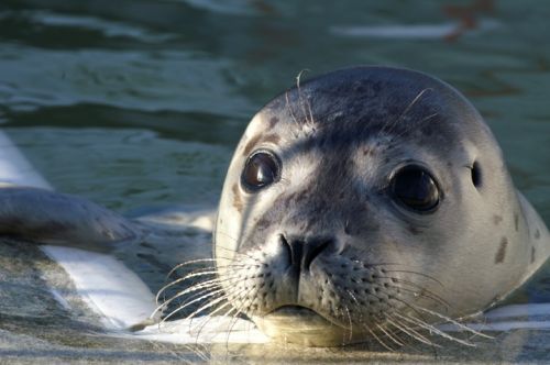 Fotografia de Zesar - Galeria Fotografica: ANIMALES - Foto: 