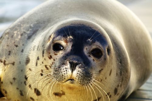 Fotografia de Zesar - Galeria Fotografica: ANIMALES - Foto: 