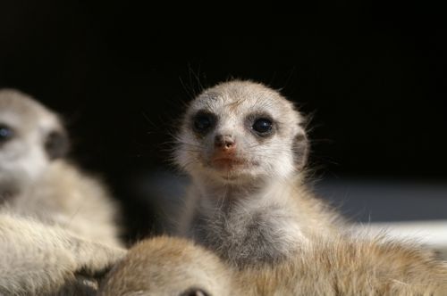 Fotografia de Zesar - Galeria Fotografica: ANIMALES - Foto: 