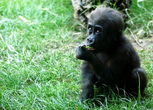 Fotografia de Zesar - Galeria Fotografica: ANIMALES - Foto: 