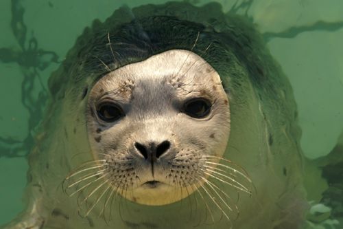 Fotografia de Zesar - Galeria Fotografica: ANIMALES - Foto: 