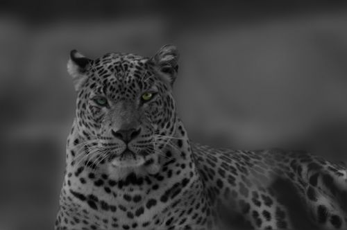 Fotografia de Zesar - Galeria Fotografica: ANIMALES - Foto: 