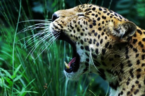 Fotografia de Zesar - Galeria Fotografica: ANIMALES - Foto: 