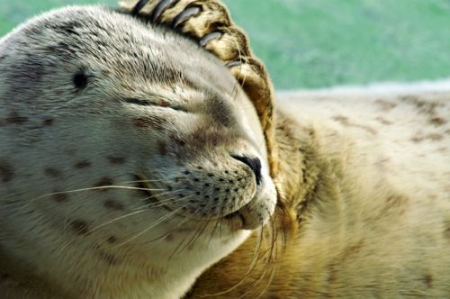 Fotografia de Zesar - Galeria Fotografica: ANIMALES - Foto: 