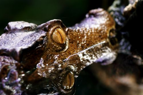 Fotografia de Zesar - Galeria Fotografica: ANIMALES - Foto: 