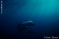Fotos de Victor Tabernero - Underwater Photography -  Foto: El Color del silencio - 