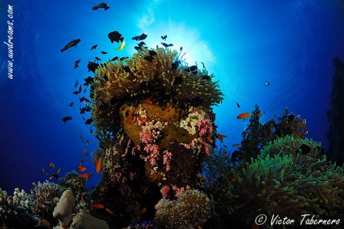 Fotografia de Victor Tabernero - Underwater Photography - Galeria Fotografica: El Color del silencio - Foto: 