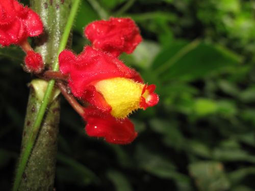 Fotografia de santiago esber - Galeria Fotografica: vida en la selva - Foto: 