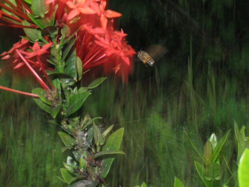 Fotografia de santiago esber - Galeria Fotografica: vida en la selva - Foto: 