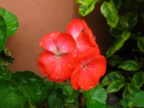 Fotografia de santiago esber - Galeria Fotografica: vida en la selva - Foto: 