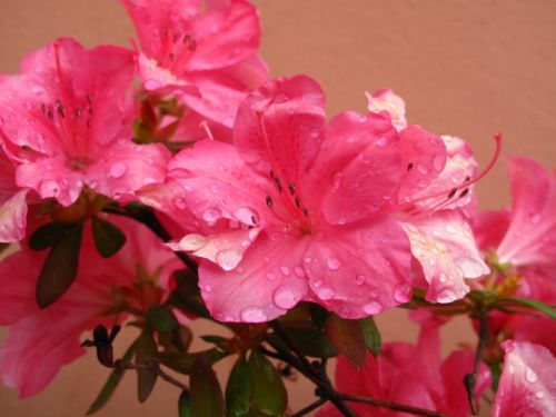 Fotografia de santiago esber - Galeria Fotografica: vida en la selva - Foto: 