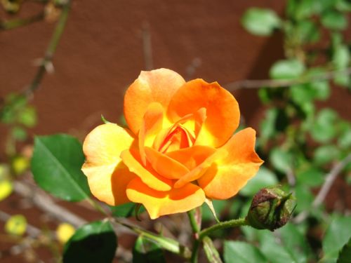 Fotografia de santiago esber - Galeria Fotografica: vida en la selva - Foto: 