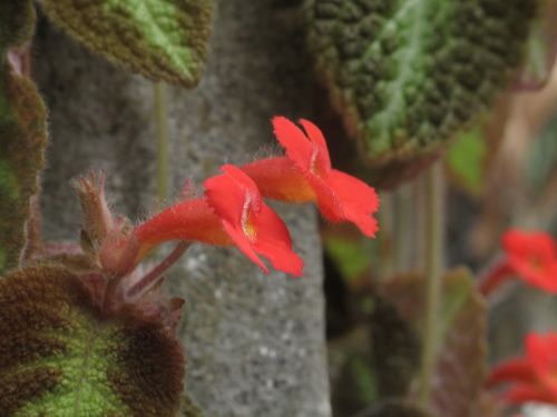 Fotografia de santiago esber - Galeria Fotografica: vida en la selva - Foto: 