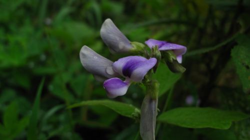 Fotografia de santiago esber - Galeria Fotografica: vida en la selva - Foto: 