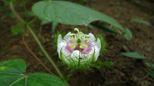 Fotografia de santiago esber - Galeria Fotografica: vida en la selva - Foto: 