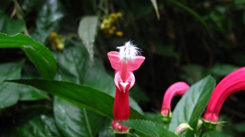 Fotografia de santiago esber - Galeria Fotografica: vida en la selva - Foto: 